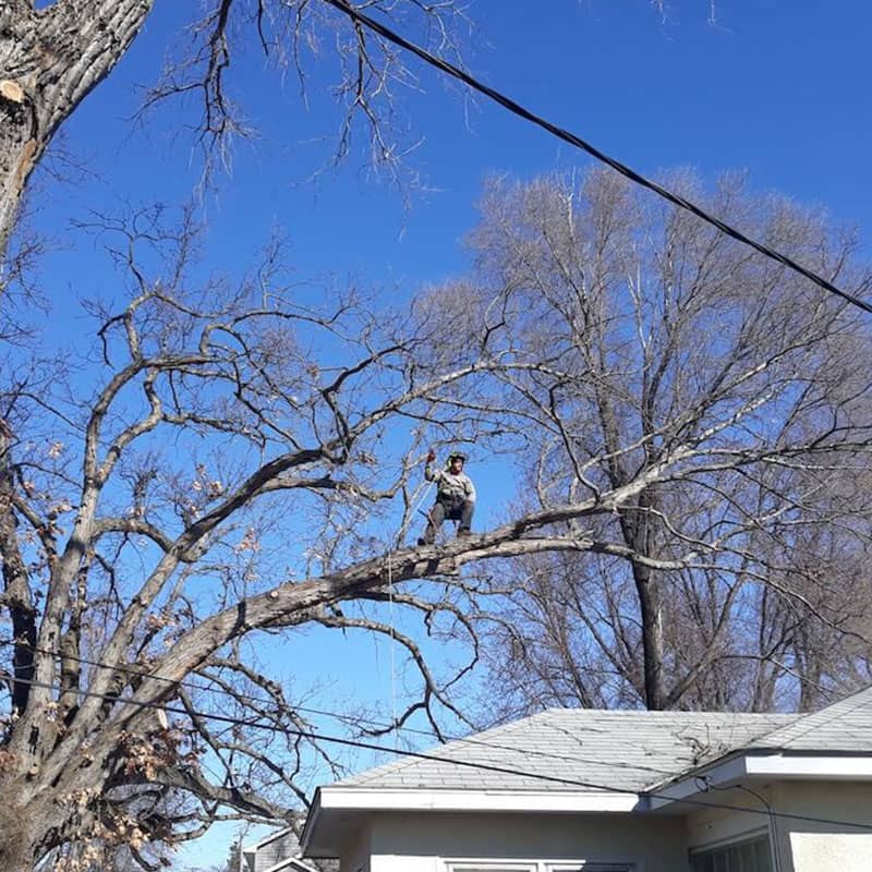 Tree Removal Image